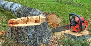 Trusted Halfway House, PA Tree Removal and Landscaping Services Experts